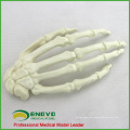 WHOLESALE SIMULATION BONE 12324 Medical Artificial Hand Bone Model , Orthopaedics Practice Simulation Bone